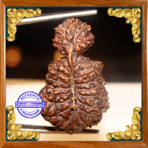 23 Mukhi Gaurishankar Rudraksha from Indonesia