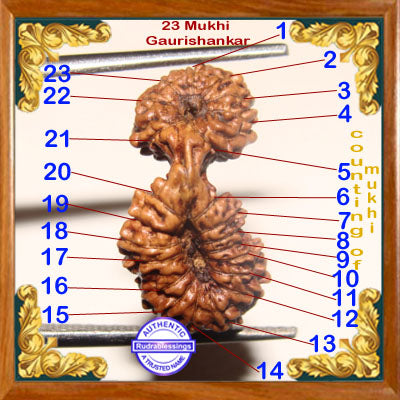 23 Mukhi Gaurishankar Rudraksha from Indonesia