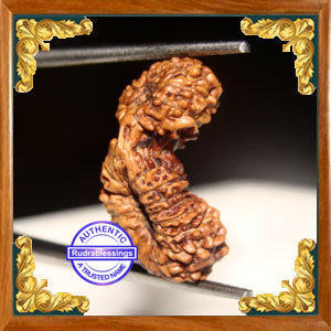 23 Mukhi Gaurishankar Rudraksha from Indonesia