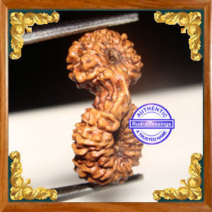 23 Mukhi Gaurishankar Rudraksha from Indonesia