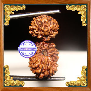 23 Mukhi Gaurishankar Rudraksha from Indonesia