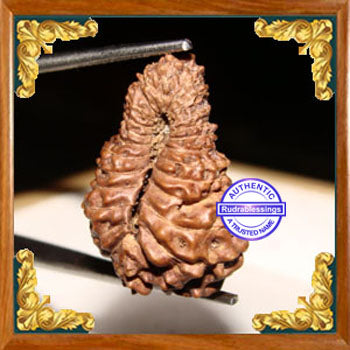 23 Mukhi Rudraksha from Indonesia