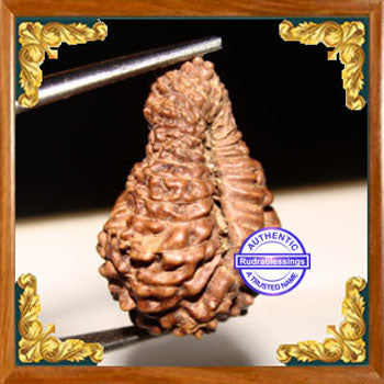 23 Mukhi Rudraksha from Indonesia
