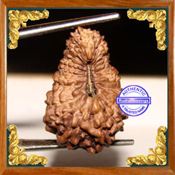 23 Mukhi Rudraksha from Indonesia