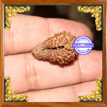 23 Mukhi Rudraksha from Indonesia