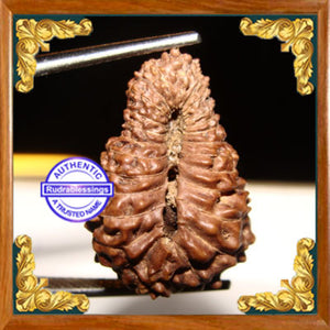 23 Mukhi Rudraksha from Indonesia