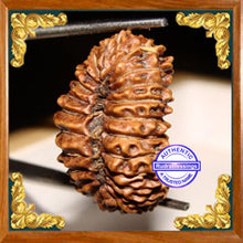 Load image into Gallery viewer, 23 Mukhi Rudraksha from Indonesia
