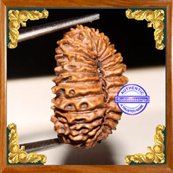 23 Mukhi Rudraksha from Indonesia