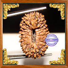 Load image into Gallery viewer, 23 Mukhi Rudraksha from Indonesia

