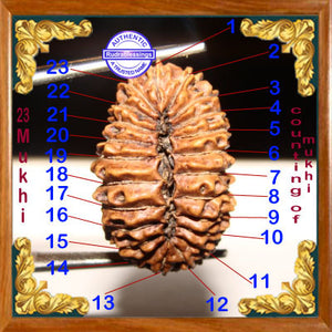 23 Mukhi Rudraksha from Indonesia