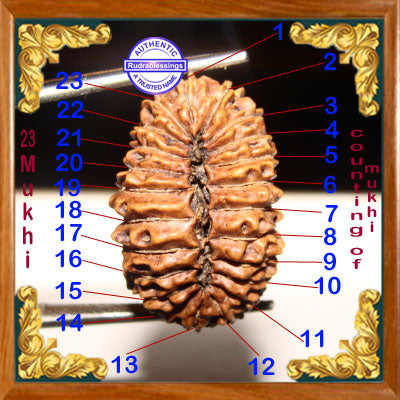 23 Mukhi Rudraksha from Indonesia