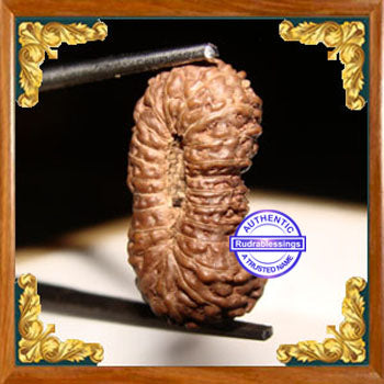 23 Mukhi Rudraksha from Indonesia