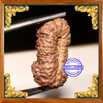 23 Mukhi Rudraksha from Indonesia