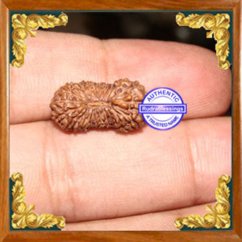 23 Mukhi Rudraksha from Indonesia