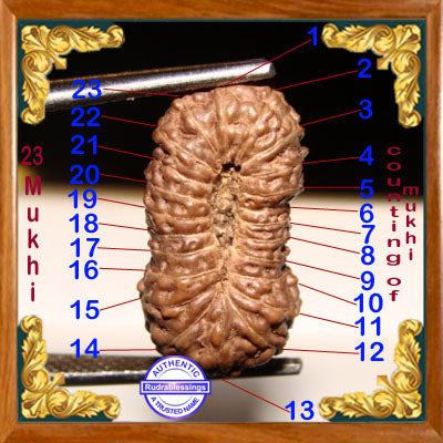 23 Mukhi Rudraksha from Indonesia