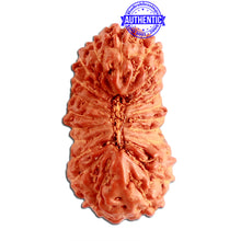 Load image into Gallery viewer, 23 Mukhi Rudraksha from Indonesia Bead No. AA
