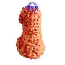 Load image into Gallery viewer, 23 Mukhi Rudraksha from Indonesia Bead No. AA
