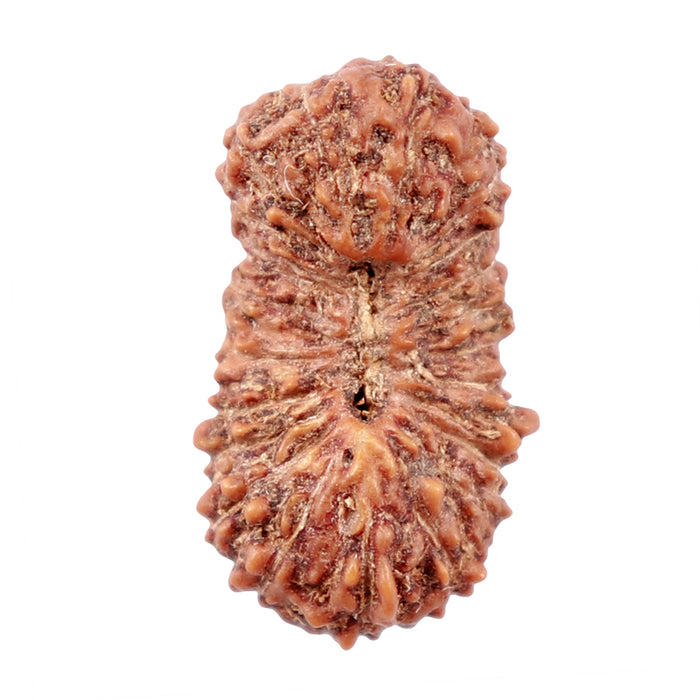 23 Mukhi Rudraksha from Indonesia