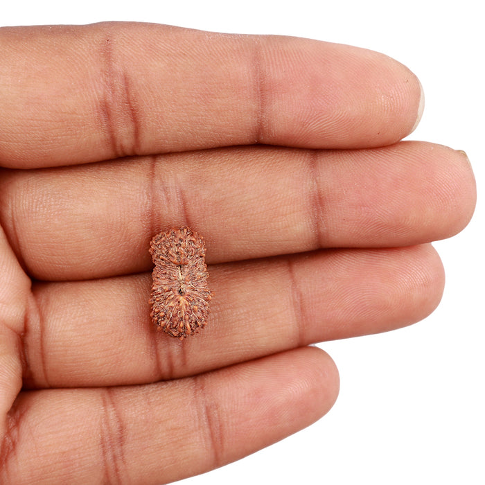 23 Mukhi Rudraksha from Indonesia
