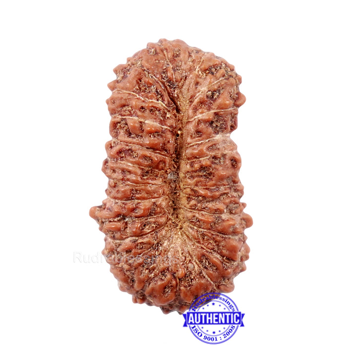 23 Mukhi Rudraksha from Indonesia
