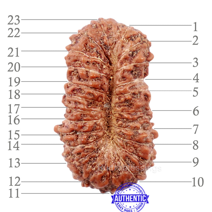 23 Mukhi Rudraksha from Indonesia