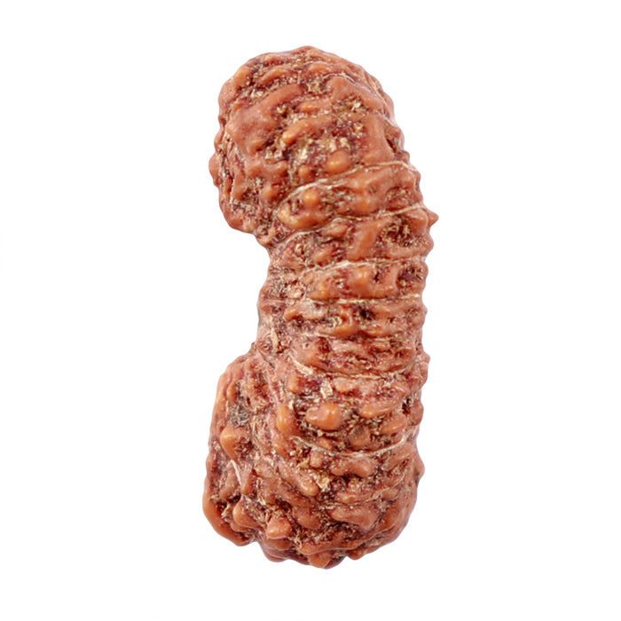 23 Mukhi Rudraksha from Indonesia