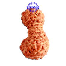 Load image into Gallery viewer, 23 Mukhi Rudraksha from Indonesia Bead No. V
