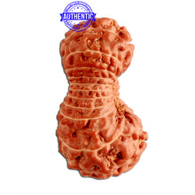 Load image into Gallery viewer, 23 Mukhi Rudraksha from Indonesia Bead No. V
