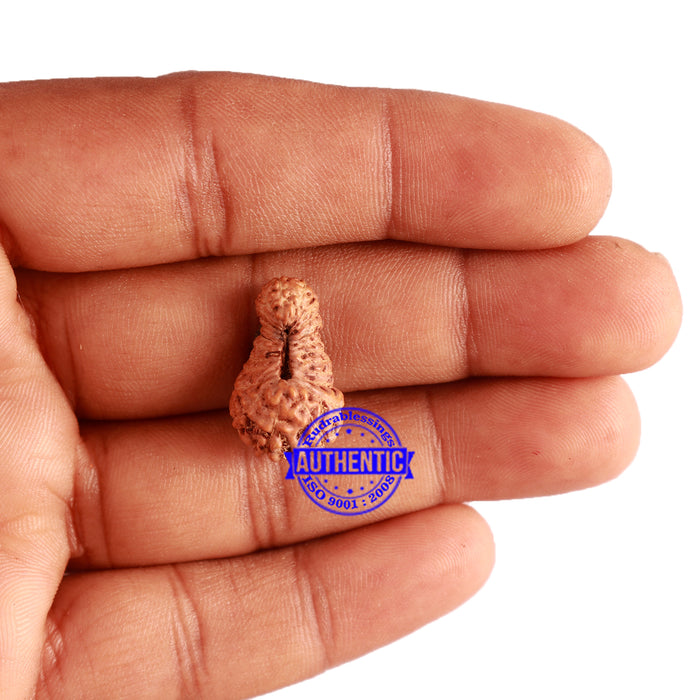 23 Mukhi Rudraksha from Indonesia Bead No. W