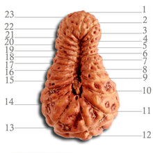 Load image into Gallery viewer, 23 Mukhi Rudraksha from Indonesia Bead No. W
