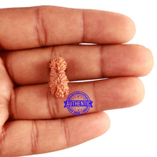 Load image into Gallery viewer, 23 Mukhi Rudraksha from Indonesia Bead No. X
