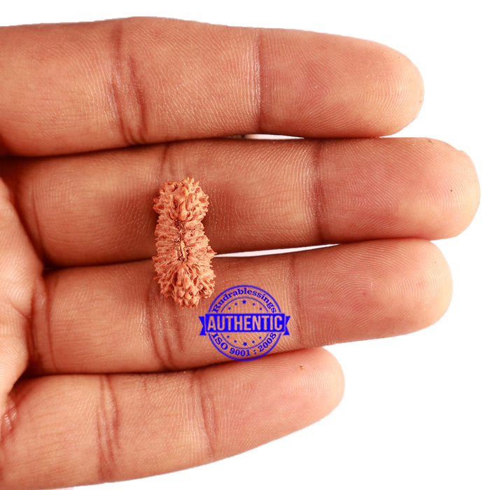 23 Mukhi Rudraksha from Indonesia Bead No. X