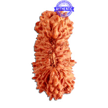 Load image into Gallery viewer, 23 Mukhi Rudraksha from Indonesia Bead No. X
