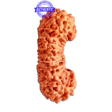 Load image into Gallery viewer, 23 Mukhi Rudraksha from Indonesia Bead No. X
