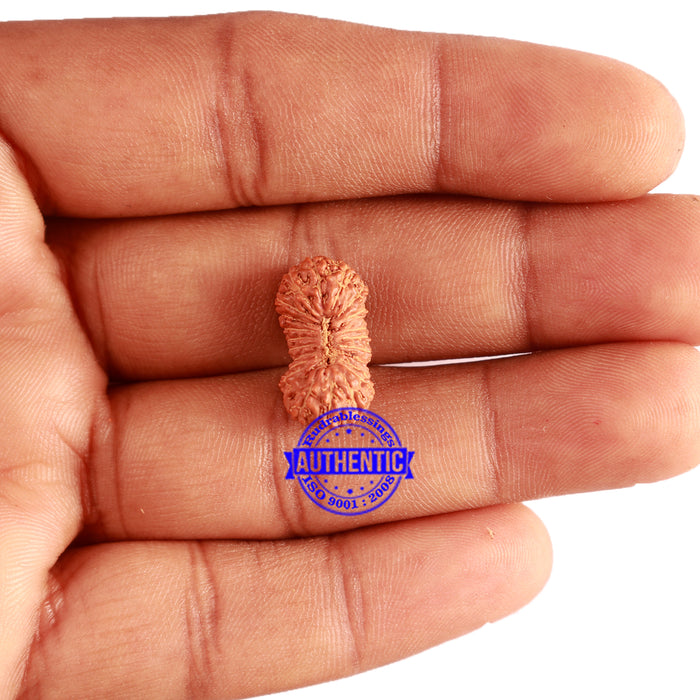 23 Mukhi Rudraksha from Indonesia Bead No. Y