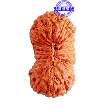 Load image into Gallery viewer, 23 Mukhi Rudraksha from Indonesia Bead No. Y
