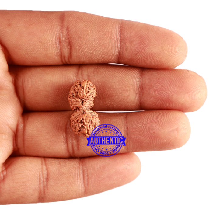 23 Mukhi Rudraksha from Indonesia Bead No. Z