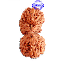 Load image into Gallery viewer, 23 Mukhi Rudraksha from Indonesia Bead No. Z
