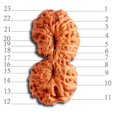 Load image into Gallery viewer, 23 Mukhi Rudraksha from Indonesia Bead No. Z

