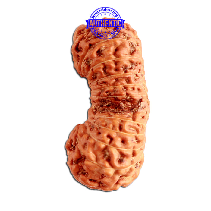 23 Mukhi Rudraksha from Indonesia Bead No. Z