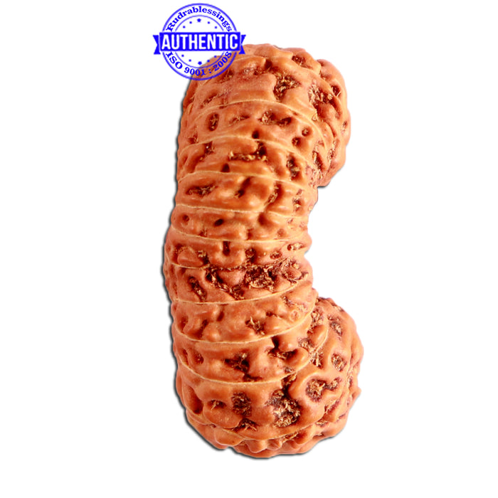 23 Mukhi Rudraksha from Indonesia Bead No. Z