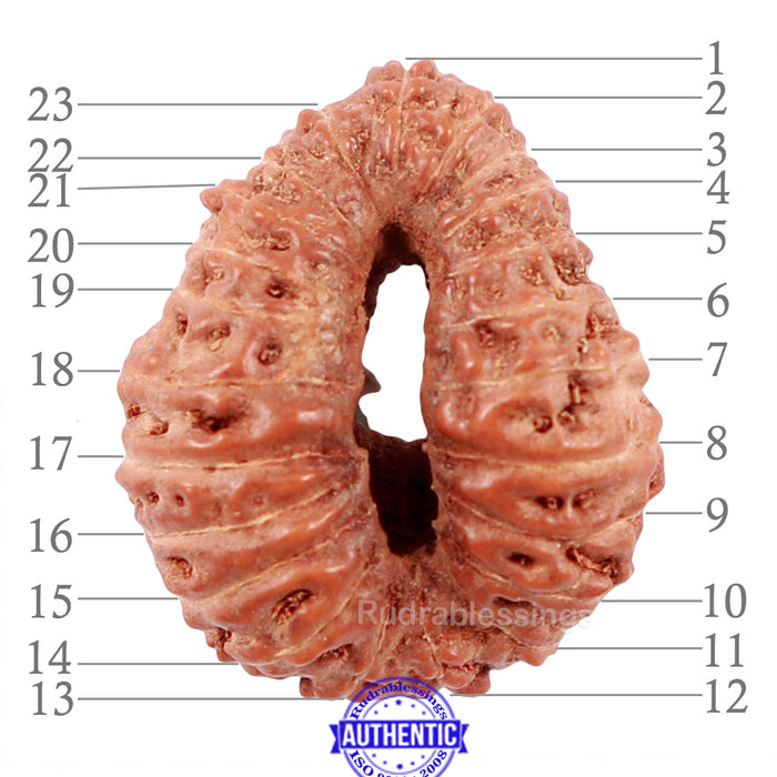 23 Mukhi Rudraksha from Indonesia - Bead No. K