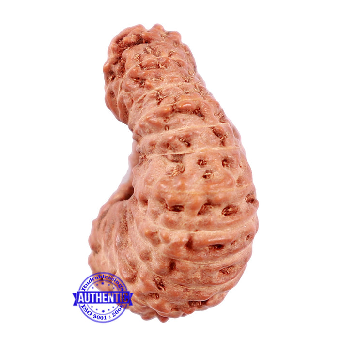 23 Mukhi Rudraksha from Indonesia - Bead No. K