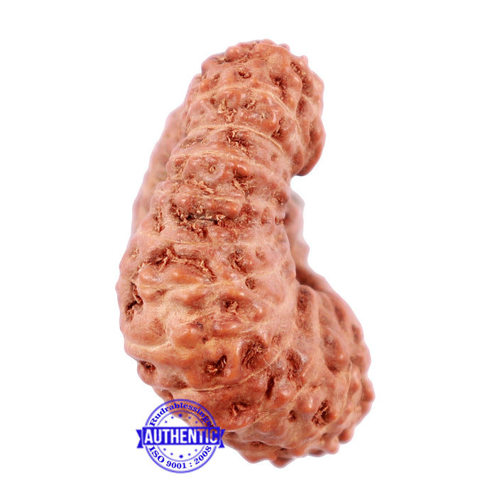 23 Mukhi Rudraksha from Indonesia - Bead No. K