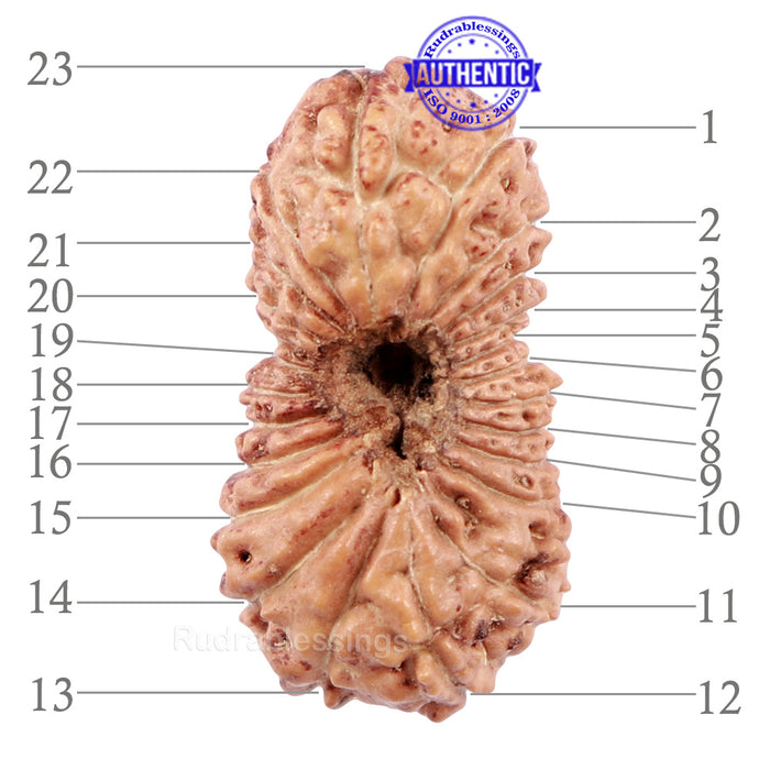 23 Mukhi Rudraksha from Indonesia - Bead No. M