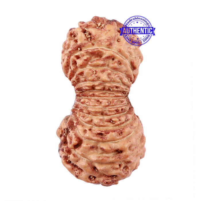23 Mukhi Rudraksha from Indonesia - Bead No. M