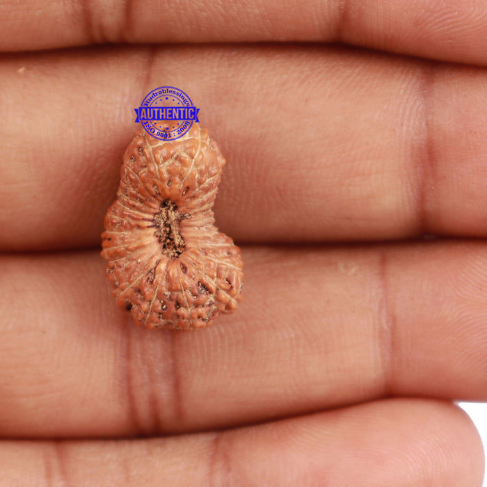 23 Mukhi Rudraksha from Indonesia - Bead No. N