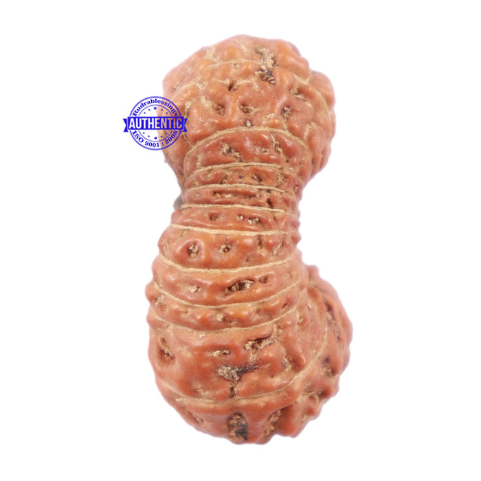 23 Mukhi Rudraksha from Indonesia - Bead No. N