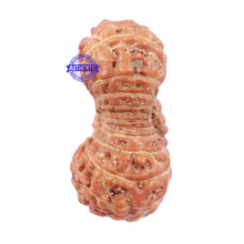 Load image into Gallery viewer, 23 Mukhi Rudraksha from Indonesia - Bead No. N
