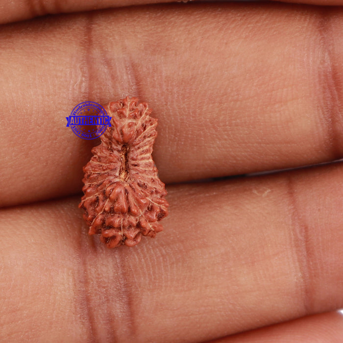 23 Mukhi Rudraksha from Indonesia - Bead No. R